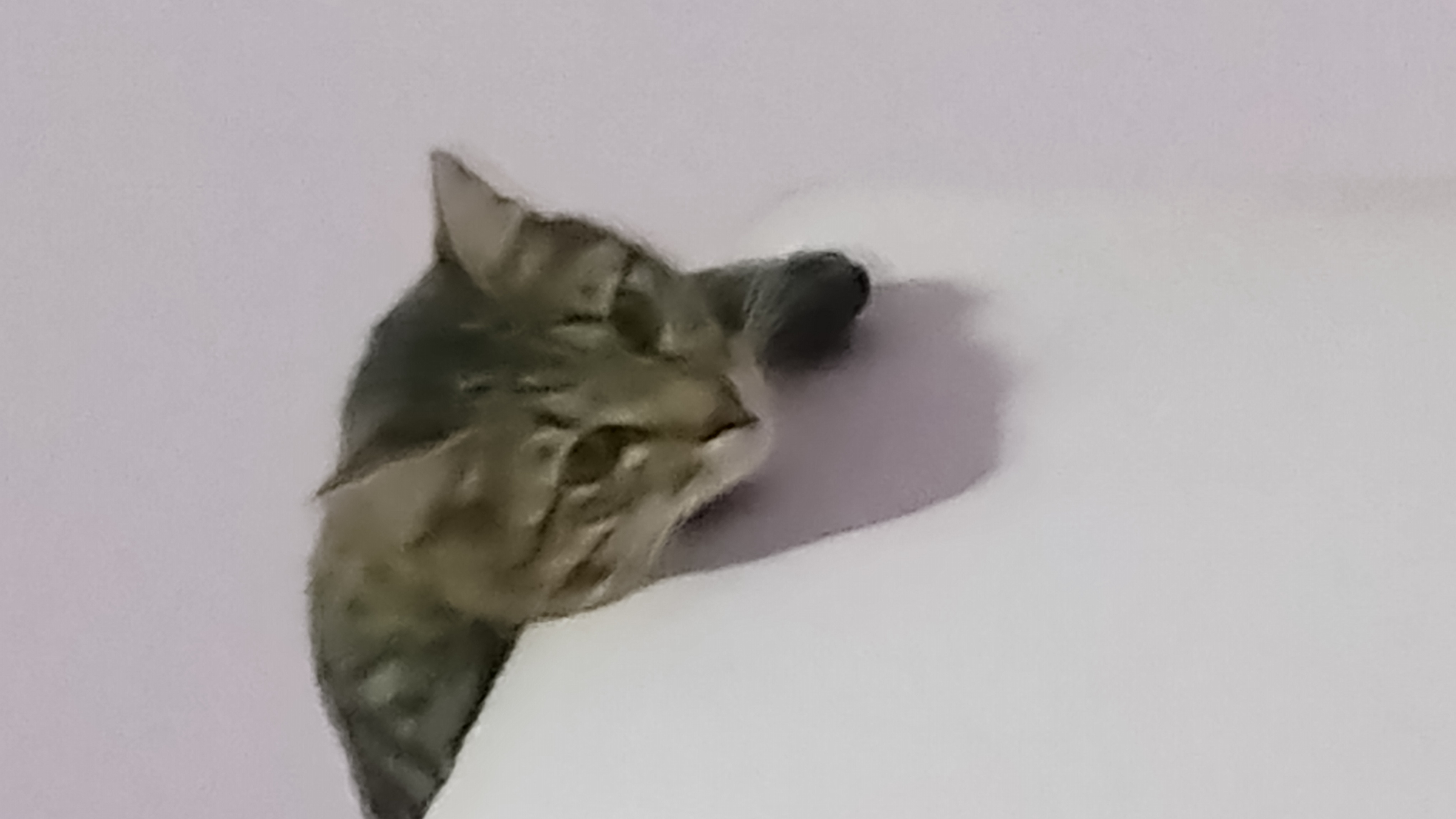 Tigre